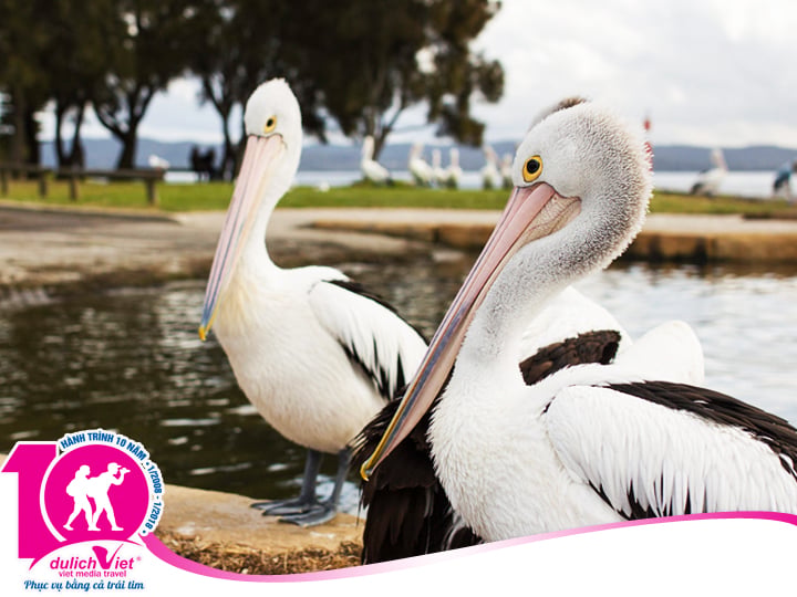 Du lịch Úc - Sydney - Central Coast mùa Xuân từ Sài Gòn giá tốt